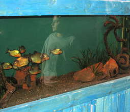 Amir took care of fish as part of his therapy