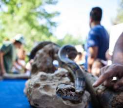 Participants get to meet exotic reptiles
