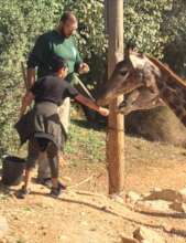 Meeting the giraffes
