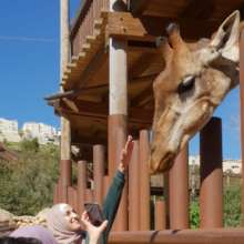 Feeding the giraffes