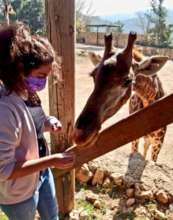 Feeding the giraffes