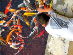 Amir interacting with some koi