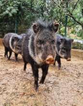 Photo credit: Uriel Nuri