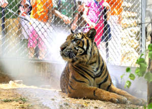 Children give a tiger a refreshing cool shower
