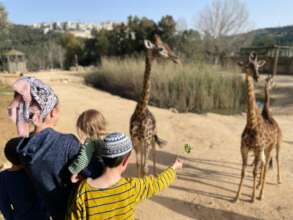 Feeding the giraffes