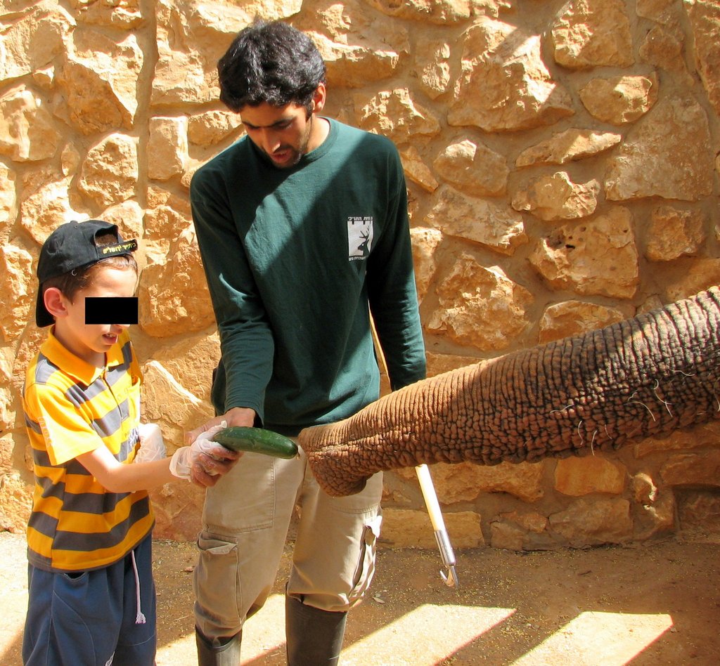 Feeding the Asian elephants