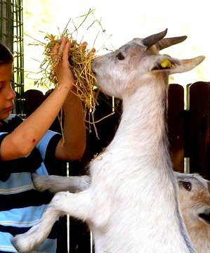 Animal Assisted Therapy for Special Needs Children