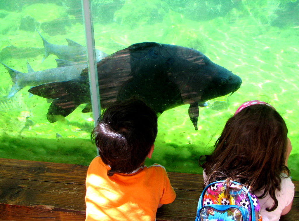 Animal Assisted Therapy for Special Needs Children