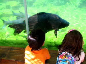 Children are drawn to many types of animals