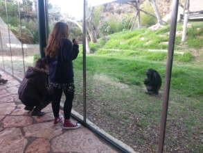 Observing the chimpanzees