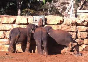 Elephants reacting to an intelligence experiment