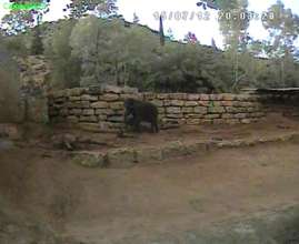 Infrared camera research image of Asian elephant