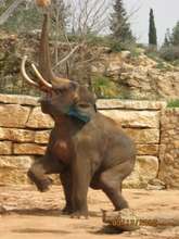 Taken as part of research on elephant intelligence