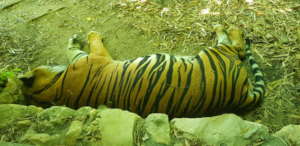 Resting in the summer heat