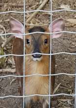 The new Chinese Muntjac baby