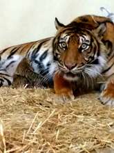 Hannah with her cubs