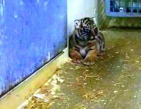 One of the recently born cubs