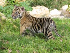 A tiger cub previously born at the Jerusalem Zoo