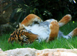 Hannah is waiting for a new companion