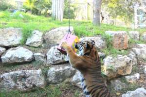 Hannah enjoying an enrichment activity