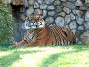 Tiger tiger burning bright