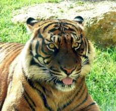 Sumatran Tigers - a critically endangered species