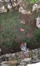 Hannah the tigress enjoys an enrichment activity