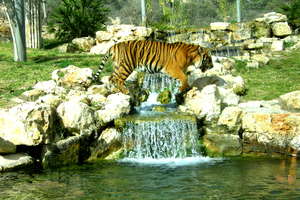 Avigdor in his prime