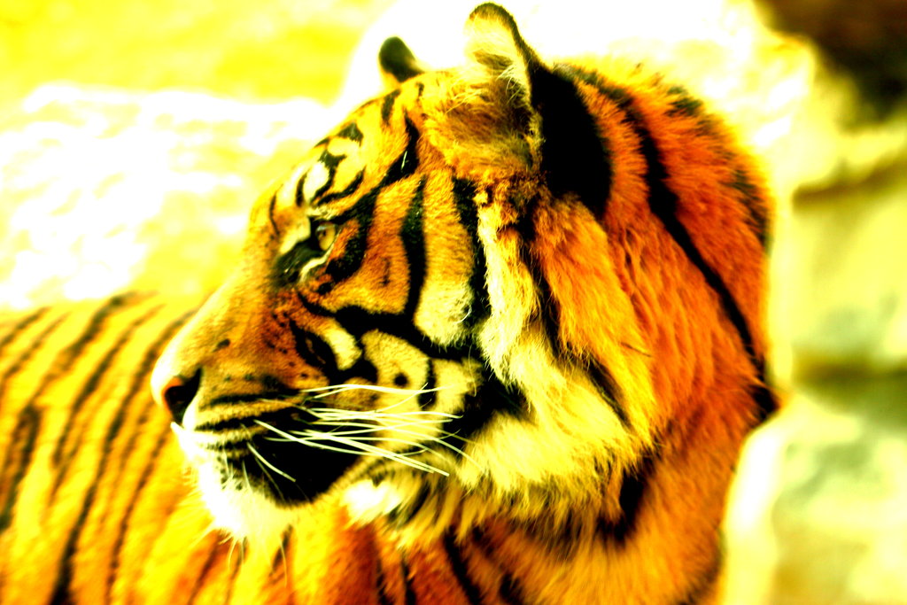 Help Save the Sumatran Tiger