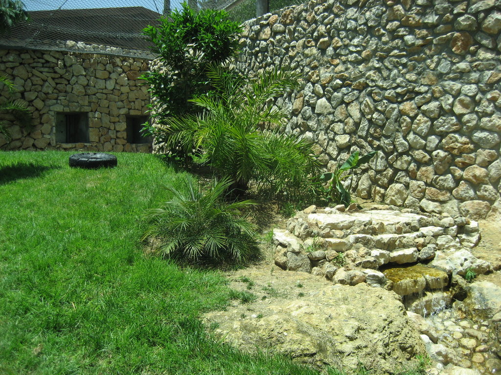 Help Save the Sumatran Tiger