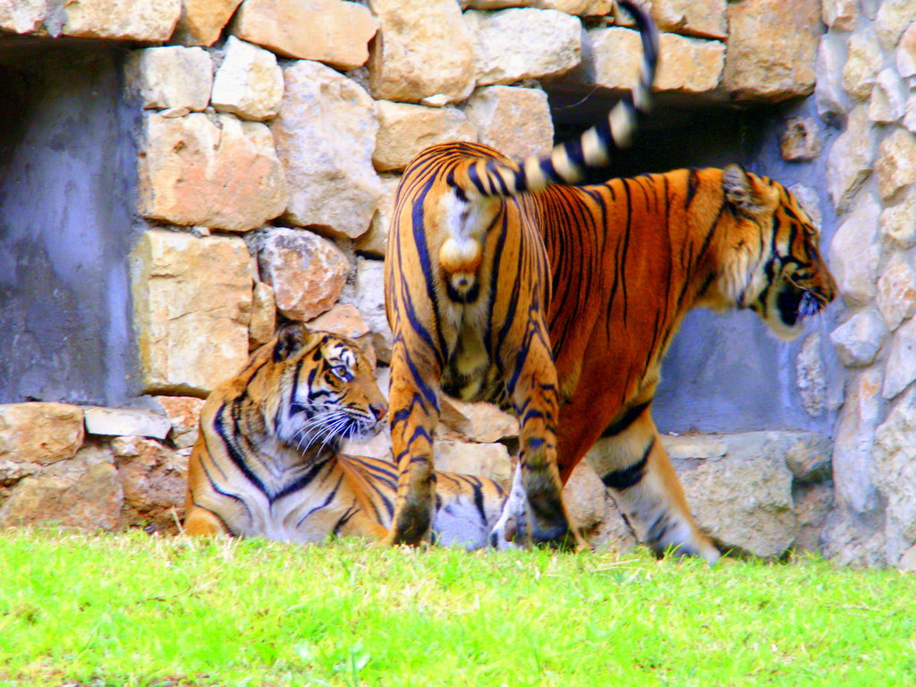 Help Save the Sumatran Tiger