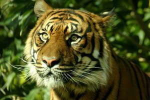 Magnificent female Hannah