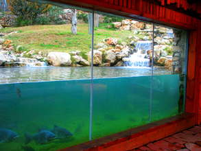 The Tigers' Home at the Jerusalem Biblical Zoo