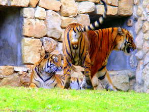 Our tiger couple interacting