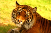 Help Save the Sumatran Tiger