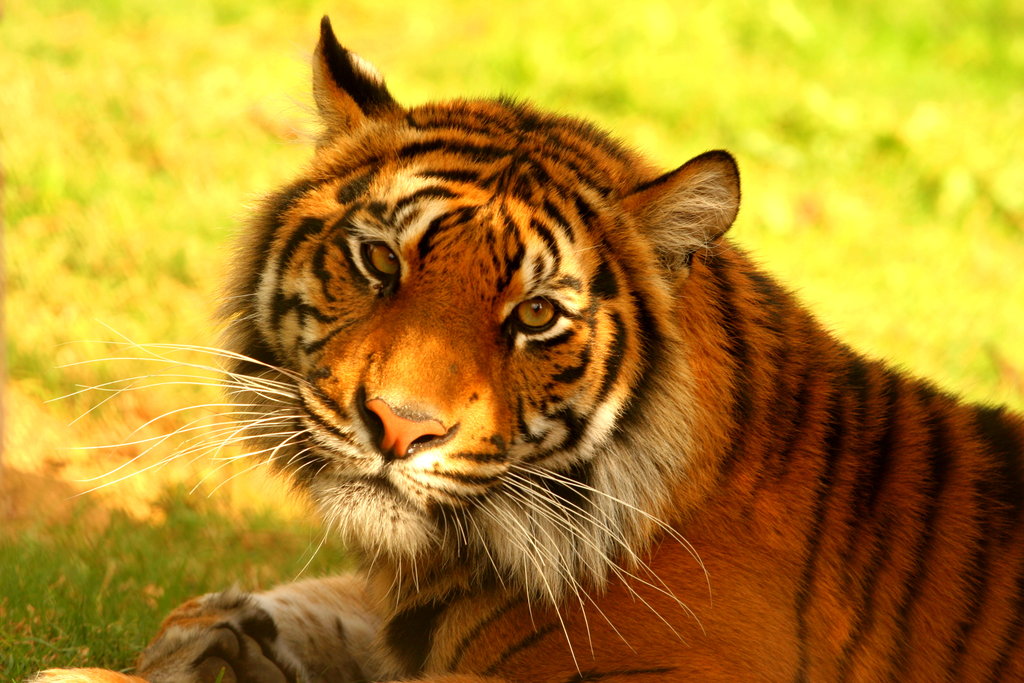Help Save the Sumatran Tiger
