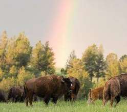Photo from the Knife Chief Bison Pasture