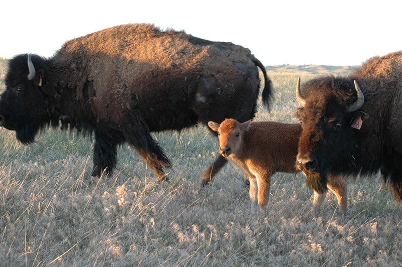 Provide Bison Meat to Lakota Elders on Pine Ridge