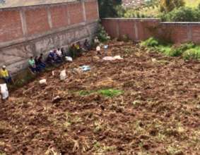 The hard work of potato harvest after only 5 mos