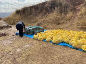 Food staples, eggs, chicken & more for 97 families