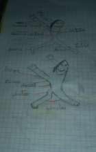 student draws muscles in anatomy lesson