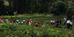 Hunger friends and parents harvest CW veggies