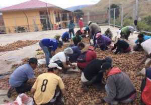 Parents harvest potatoes for CW kitchen