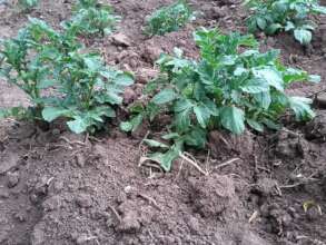 Parents plant/harvest school food for cafeteria