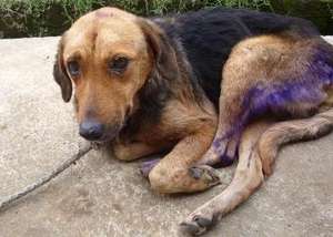 AIMEE "Before" (the day she was rescued).