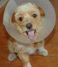 Just three legs, but a happy face!
