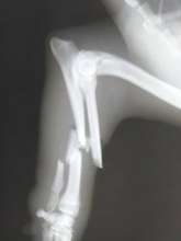 A badly broken leg protruding through the skin.