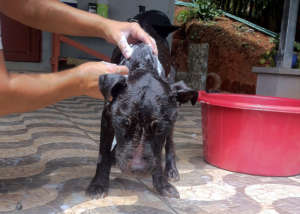 Hershey gets a medicated bath.