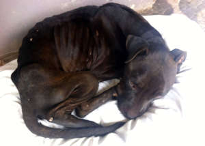Clean, fed, medicated.  She needs time and love.