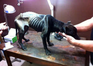 Hershey is treated at a veterinary clinic.